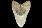 Giant, Fossil Megalodon Tooth - North Carolina #109557-1